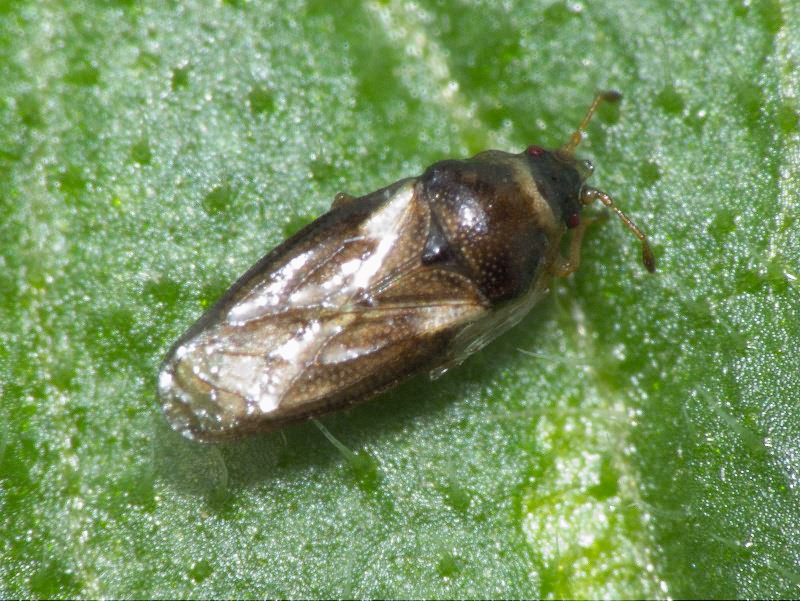 Piesma maculatum (Laporte, 1833)
